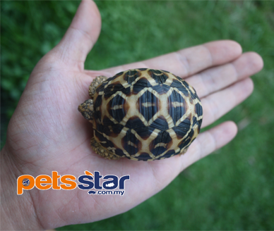 Indian Star Tortoise Info Indian Star Tortoise Info